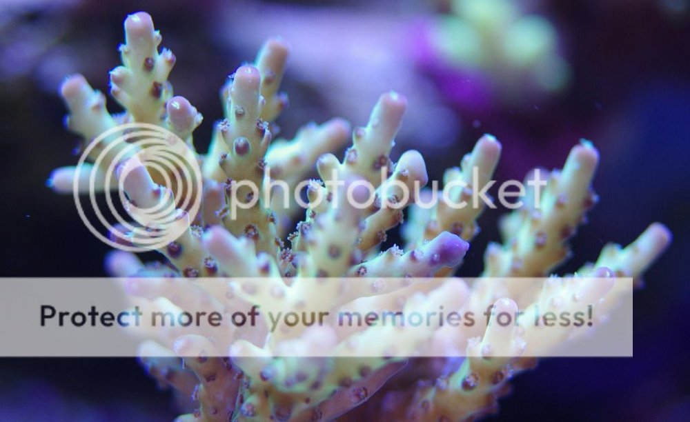 Acropora1_zpsvokpue4l.jpg