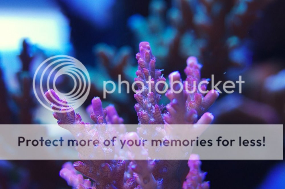 Acropora3_zpsvqqmnrdl.jpg