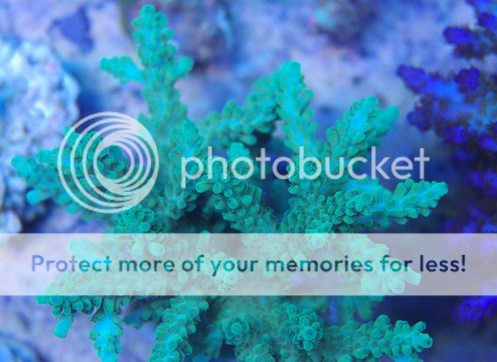 Acropora7_zpszz9houzi.jpg