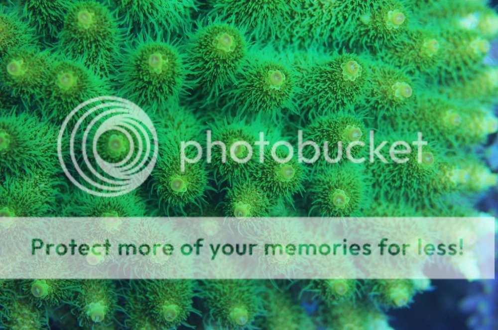 Milleopora_zpsbpnfkxcr.jpg