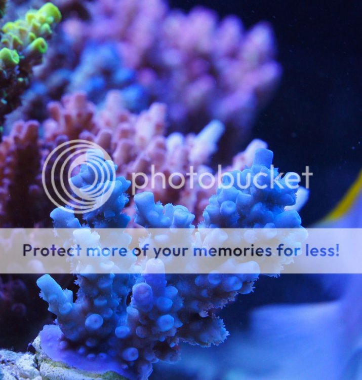acropora1_zpsy5kgctq0.jpg