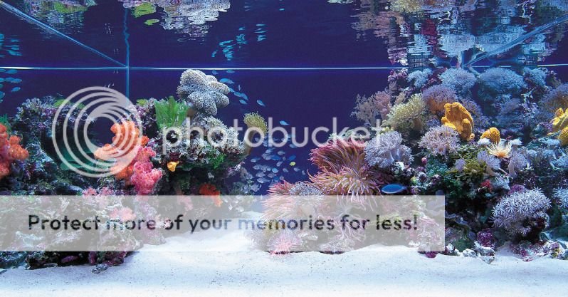 Znalezione obrazy dla zapytania reef best aquascapes