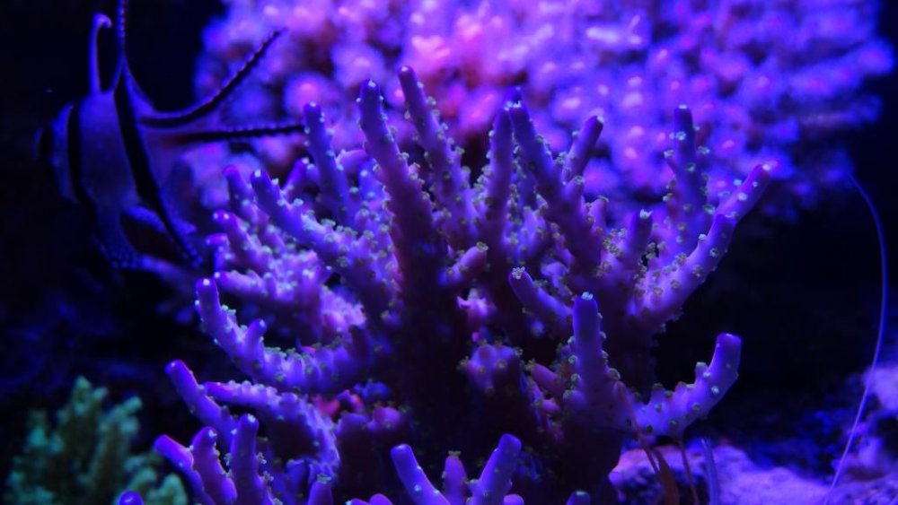 DSC07848_zps5df2ff26.jpg