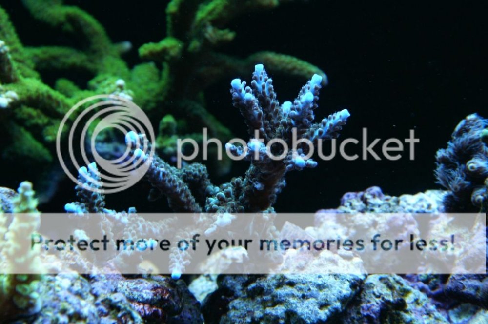 acropora1-1_zps0f4c2bf6.jpg