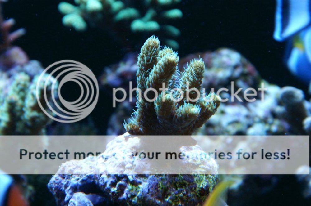 acropora11_zps08690676.jpg