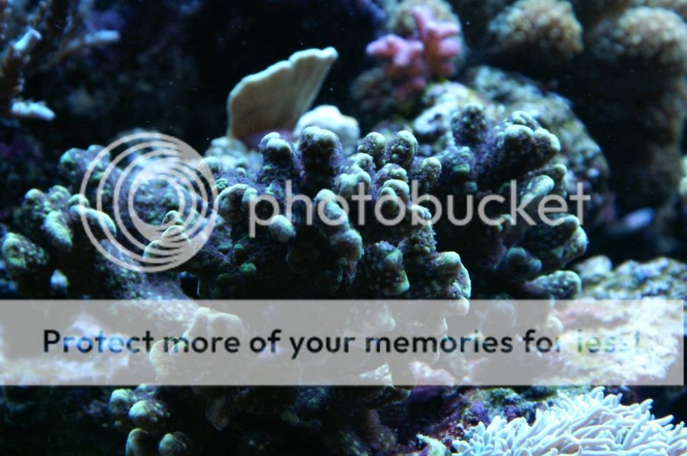 acropora12_zps75a4e6e8.jpg