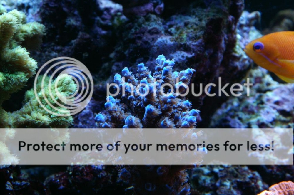 acropora13_zpsd29b48fd.jpg