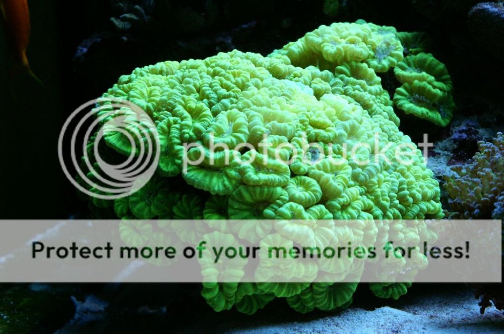acropora19_zpsa9f9715e.jpg