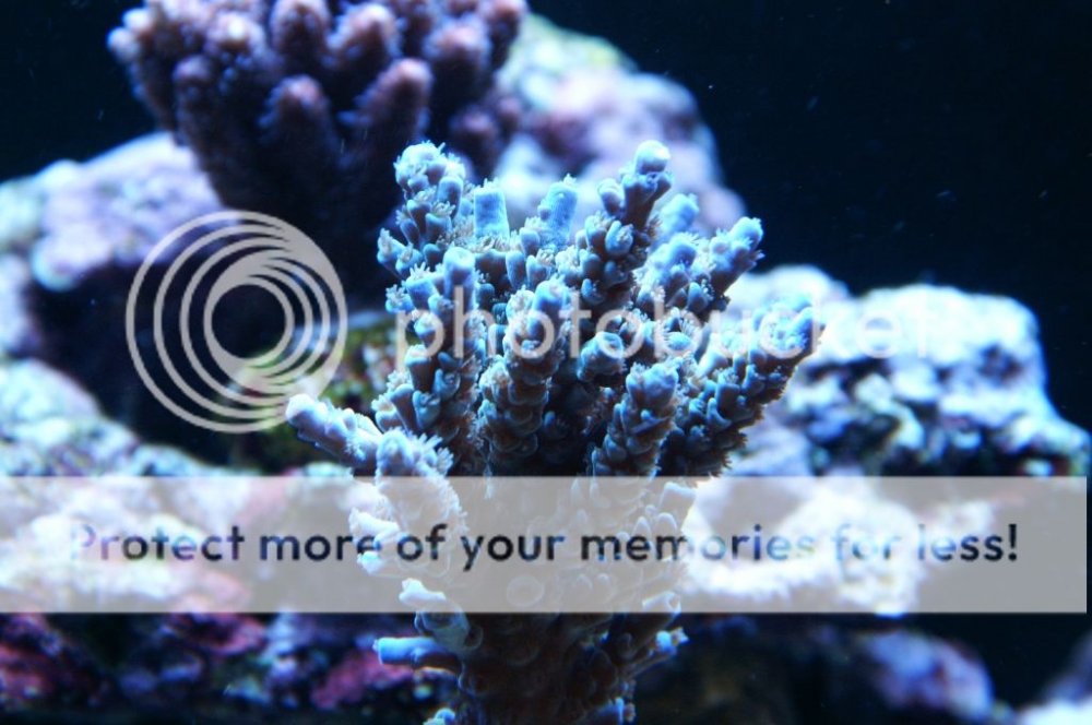 acropora2_zps41aa0aa7.jpg