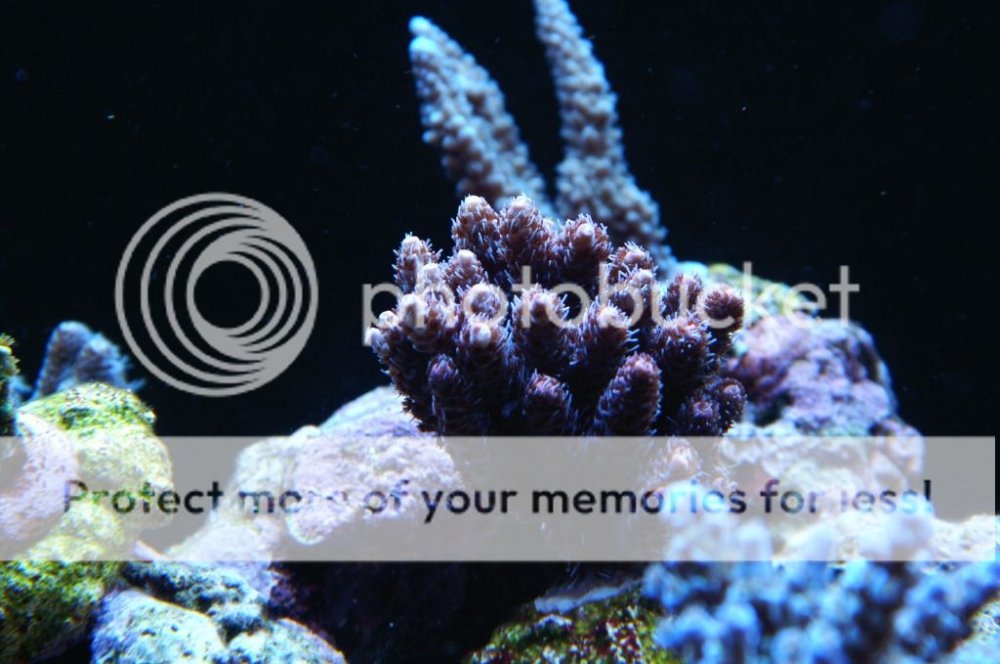 acropora3_zps3d386da7.jpg