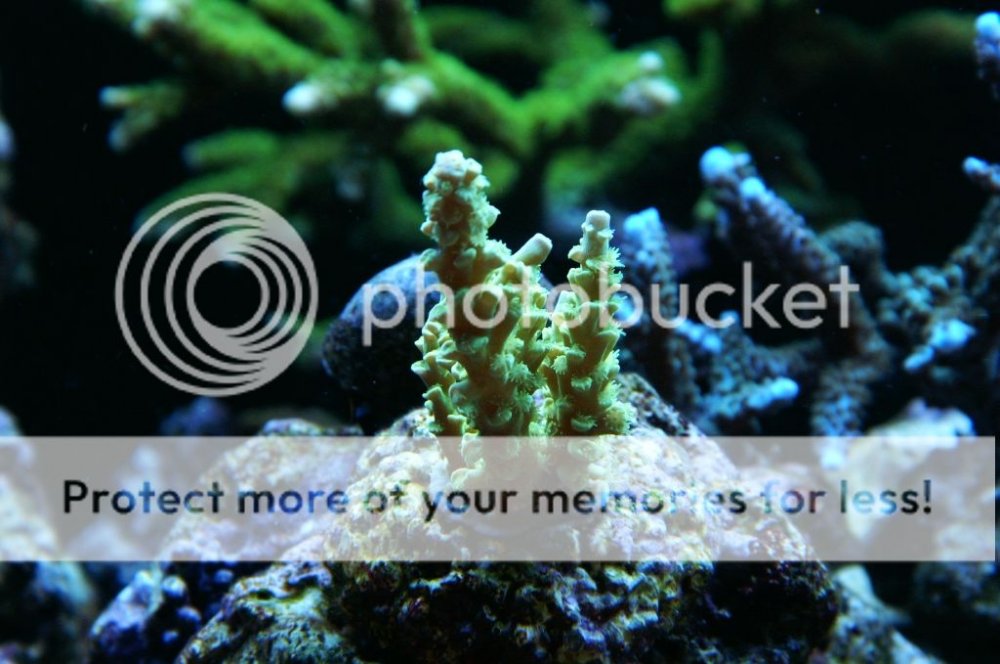 acropora4_zps814e361f.jpg