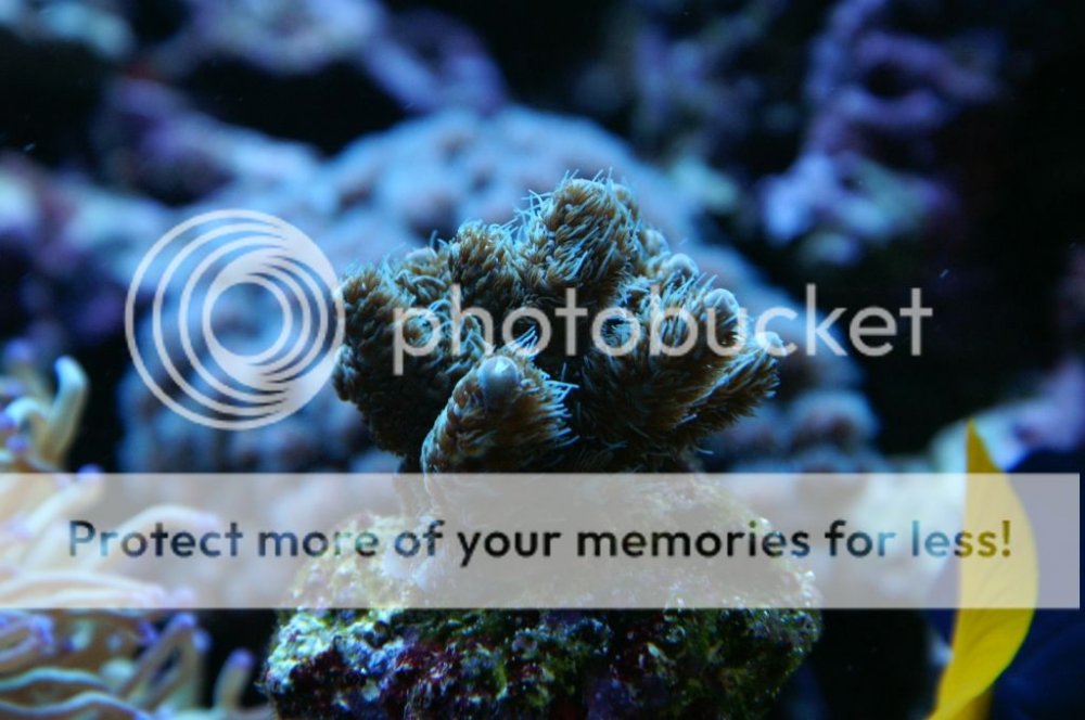 acropora7_zps39944980.jpg