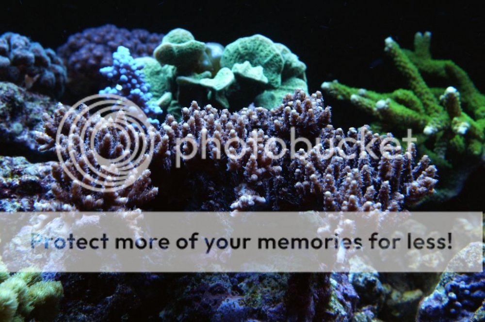 acropora8_zps7e68d1ef.jpg