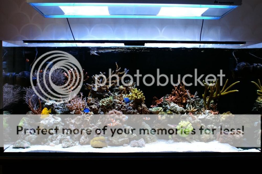 akwariumlipiec2.jpg