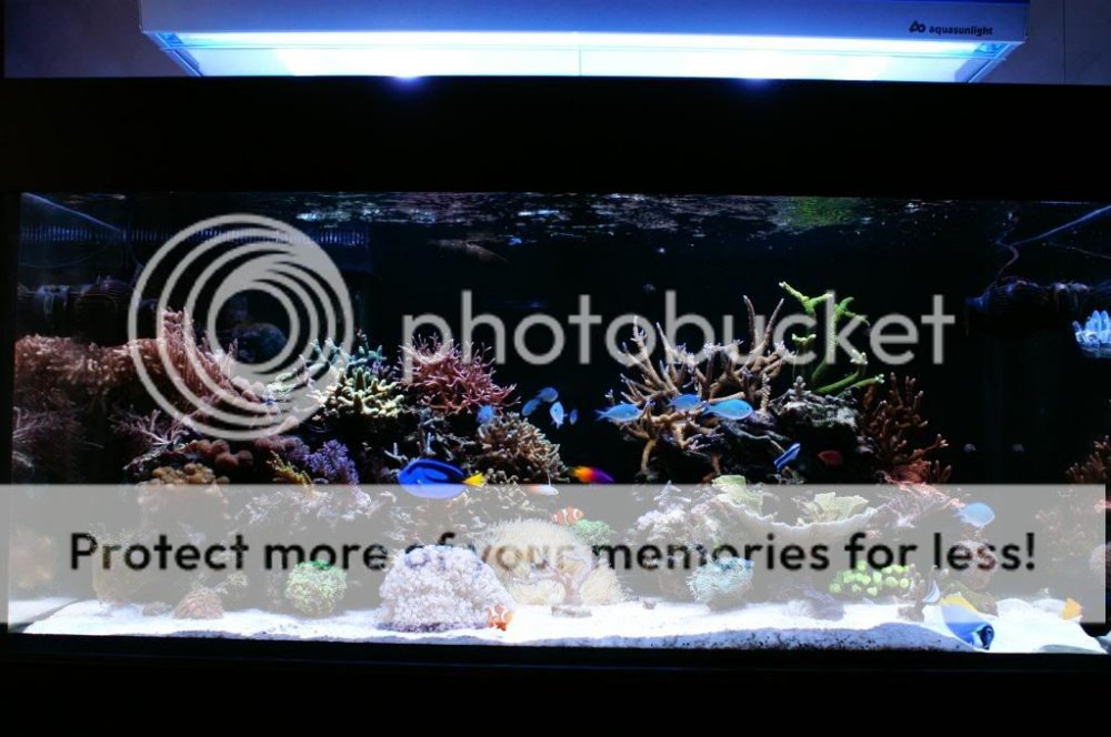 akwariummorskie1.jpg