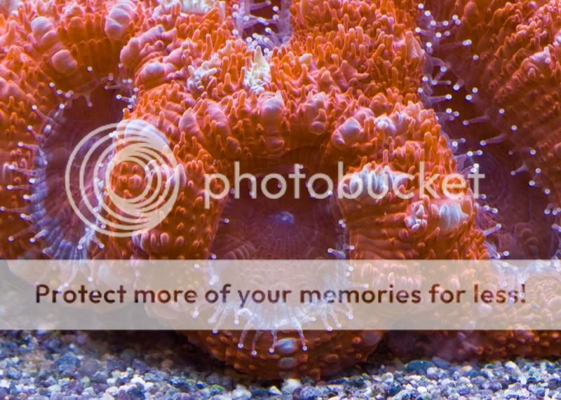 acantastrea8501.jpg