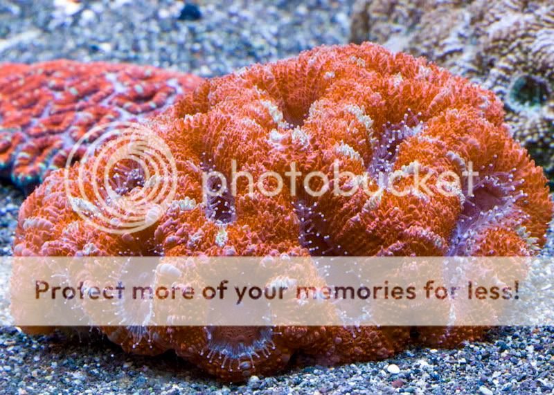 acantastrea8502.jpg