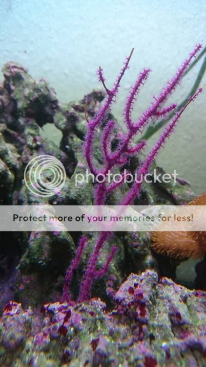 gorgonia_zps33367744.jpg