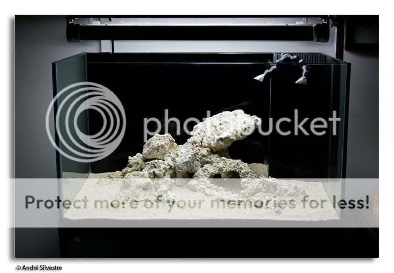 Znalezione obrazy dla zapytania reef iwagumi