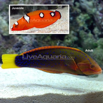 p-24060-coris-wrasse.jpg