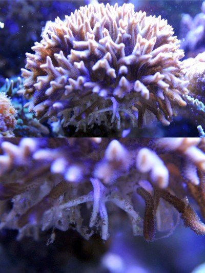 thumb_seriatopora.jpg