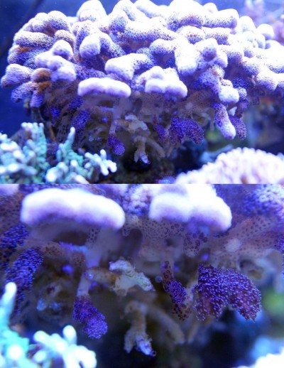 thumb_sthylopora.jpg