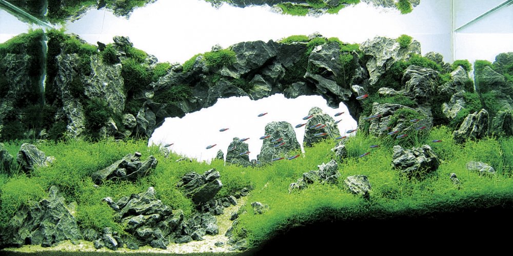 Znalezione obrazy dla zapytania amano aquascape