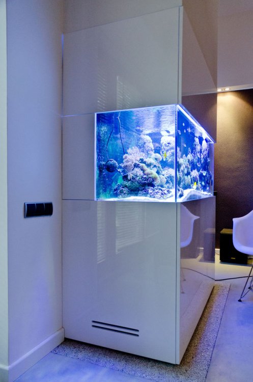 akwarium-5.jpg