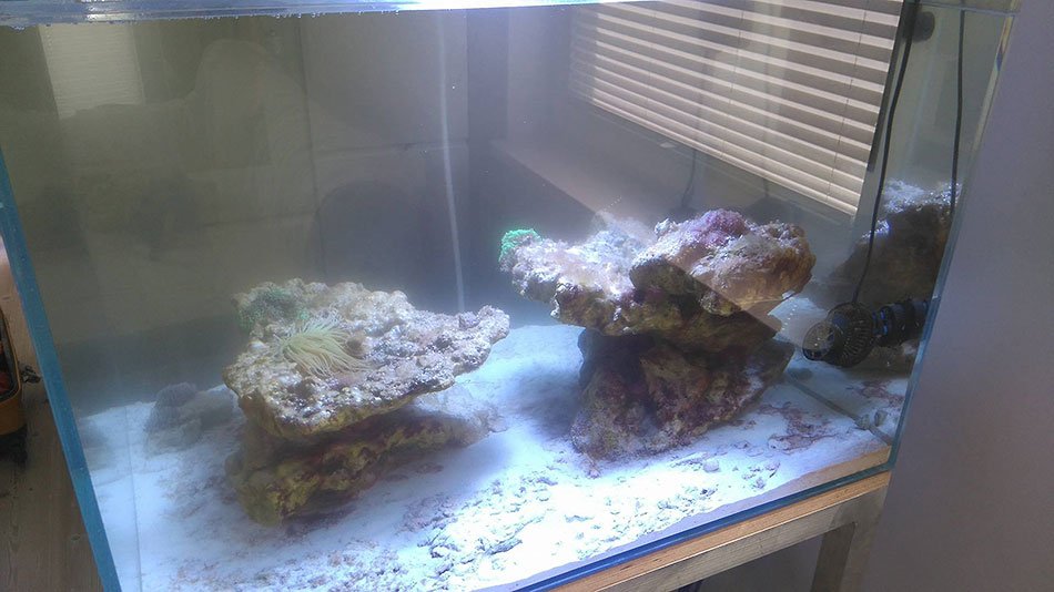 akwarium-morskie-dojrzewanie-18.jpg