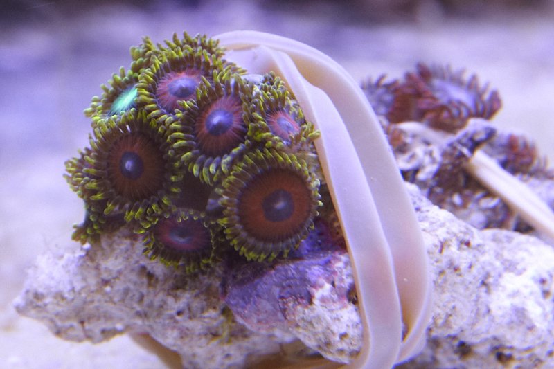 zoa2.jpg