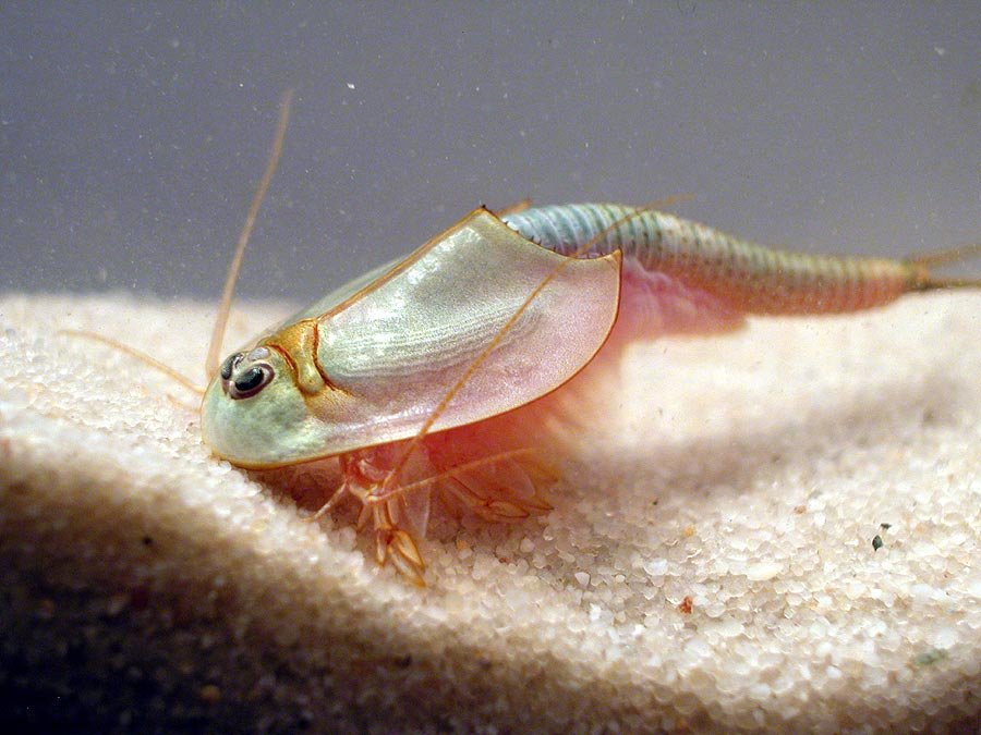 triops_1.jpg