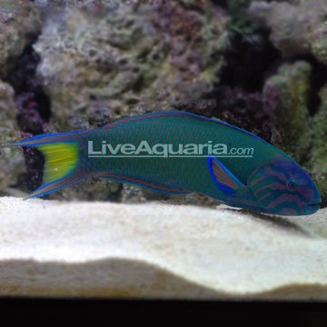 p-39133-Lyretail-Wrasse.jpg