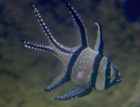 Banggai%20cyst%20(1).jpg