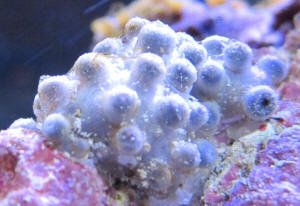 zoa4%5B1%5D.jpg