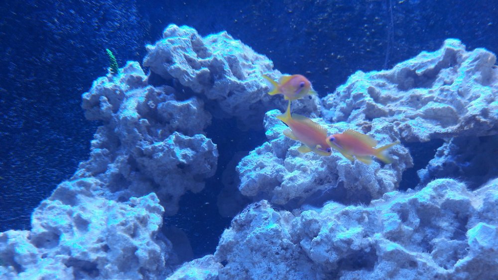 20180324_175446 anthiasy