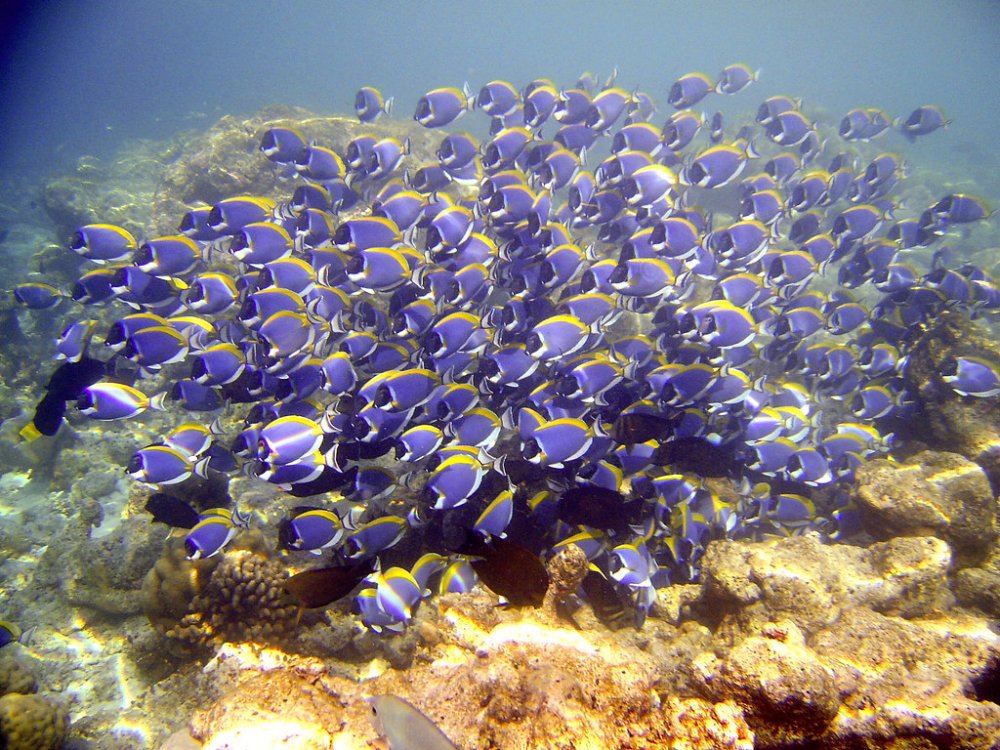 Maldives - Blue Surgeon Fish Shoal Feeding
