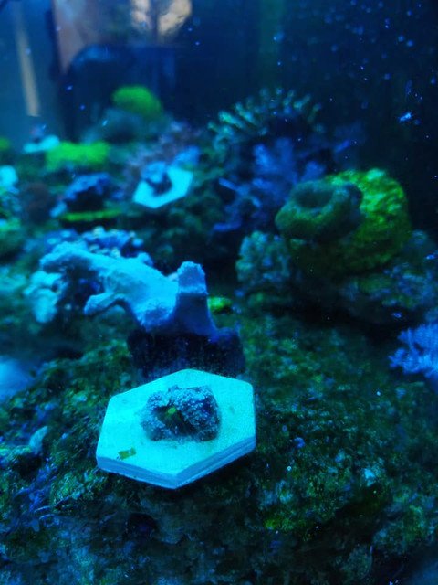 60129471-440235680068762-652926125248348