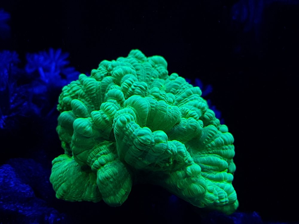 1KwSXPZ.jpg&key=8e3c4f374264c61bd129d438fb7f93b1063baa454233758559cae2cdb938506b