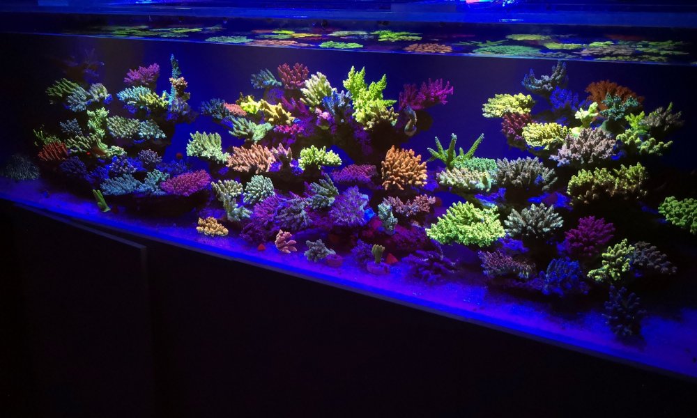 20cWymm.jpg&key=a16173faec7c05069910eb0e