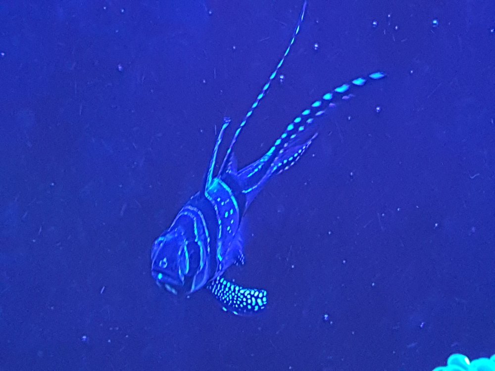 O1tlyAZ.jpg&key=4c097d4b3112a5e2c0184275d9032385a7bc77630bf913e555cea15121df1238