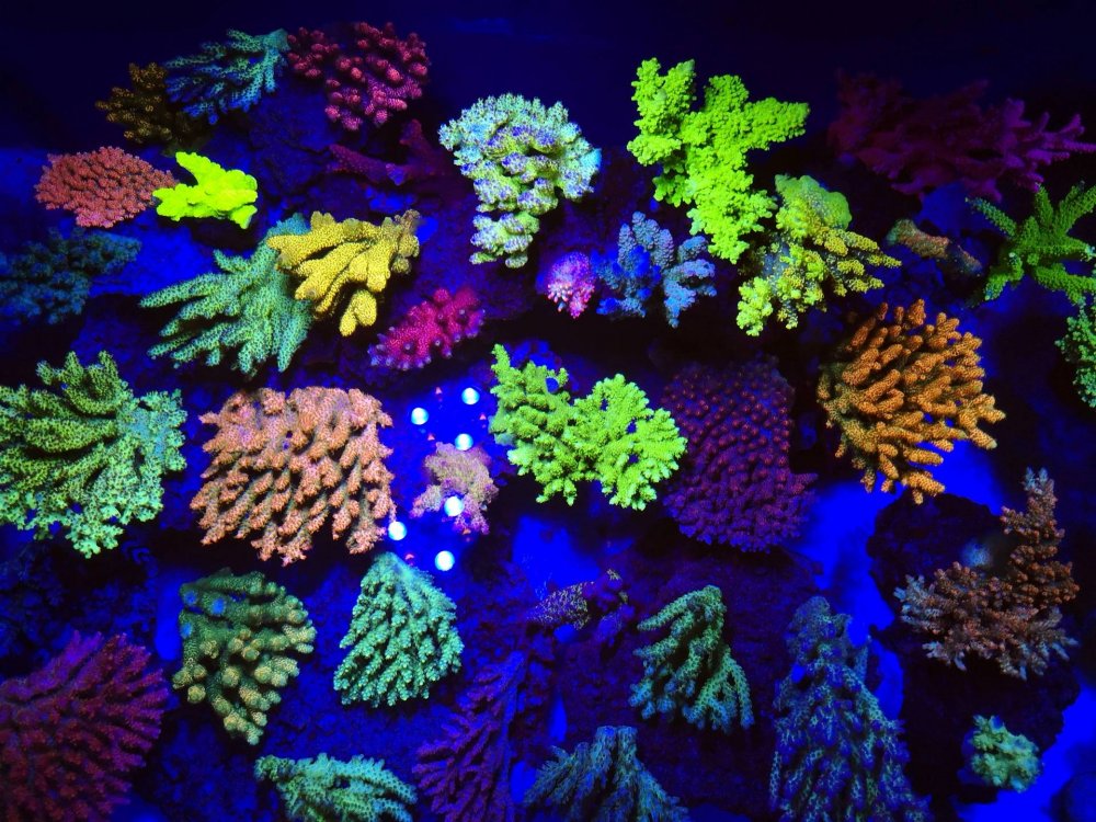 WMi2CrK.jpg&key=a202ec476efd63a88efd3201