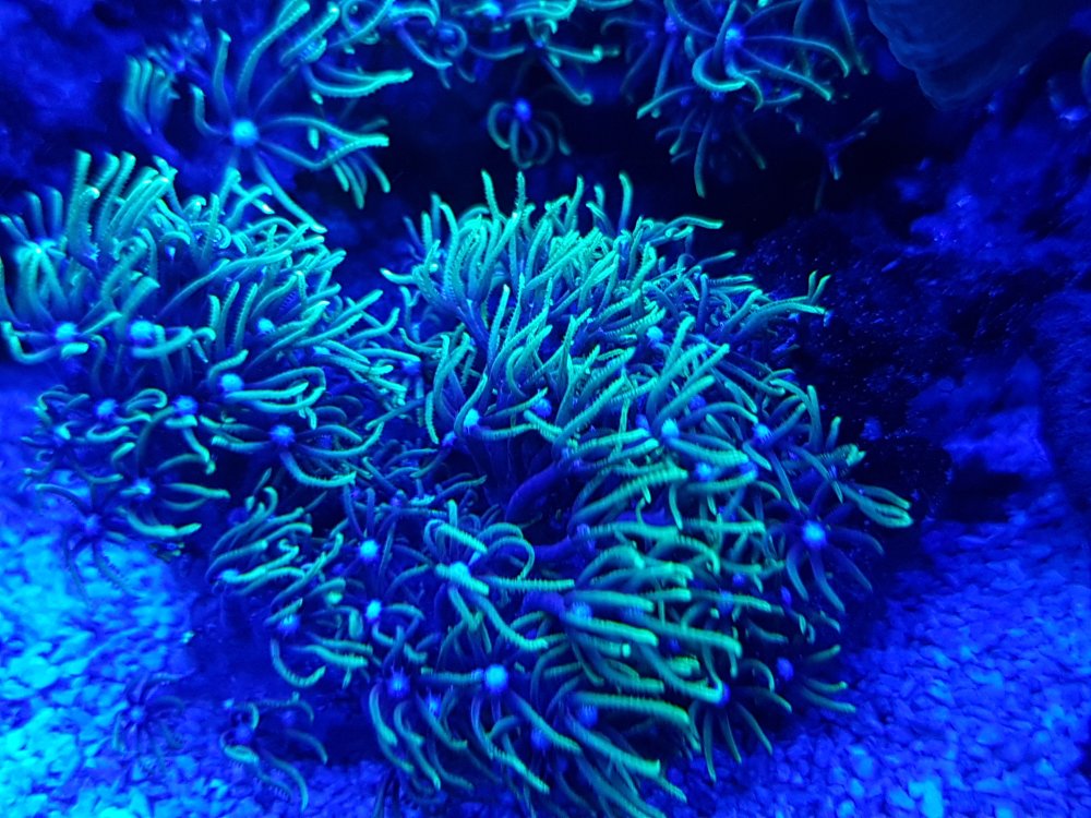 YG4QJxq.jpg&key=74f6bab52d930477f78ce566c3f730afd62174f1351308ea78faafd5874b3991