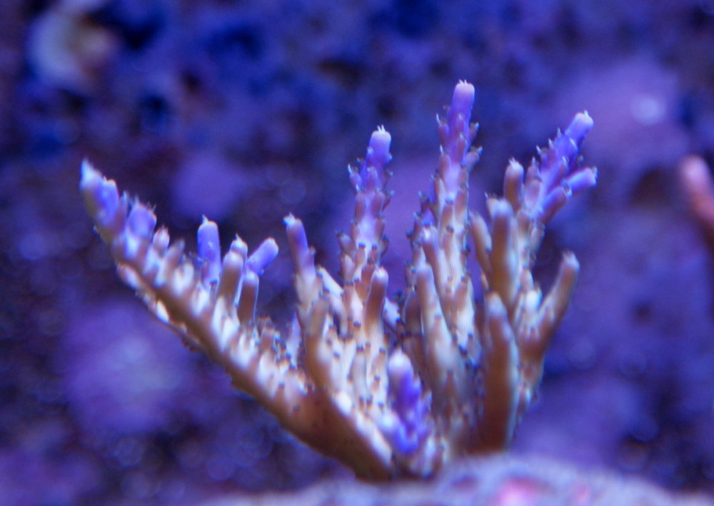 mwlj6Uf.jpg&key=d09d975a2236173a13ff999c