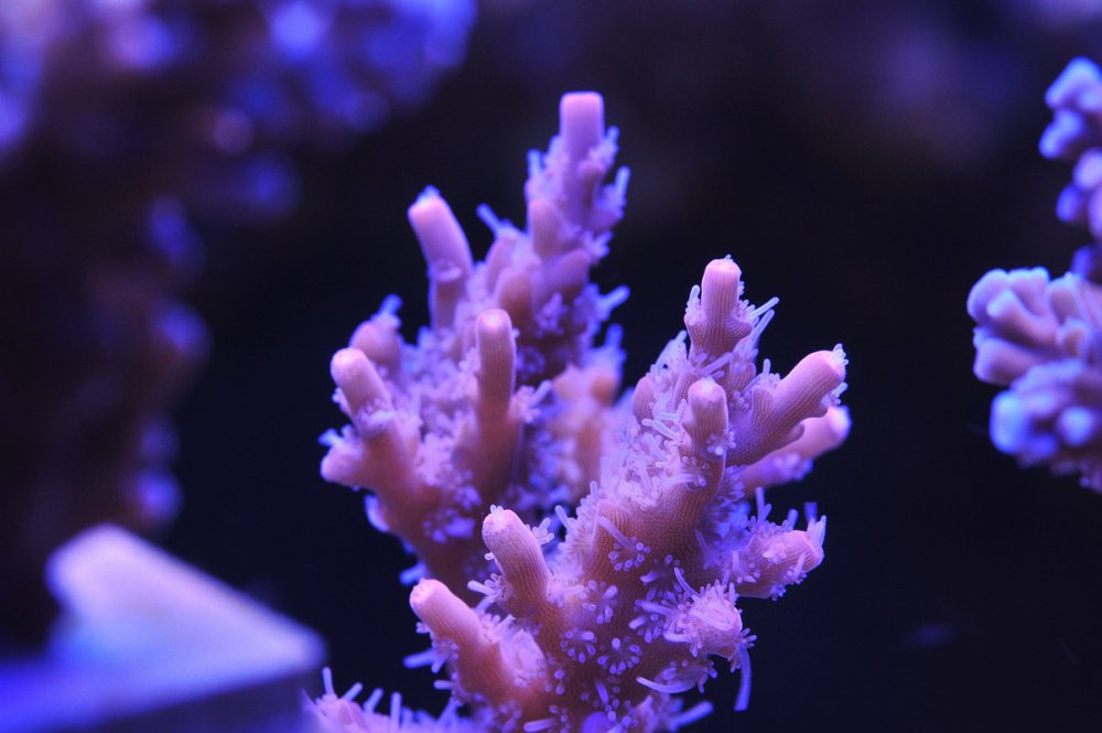 Acropora-6.jpg