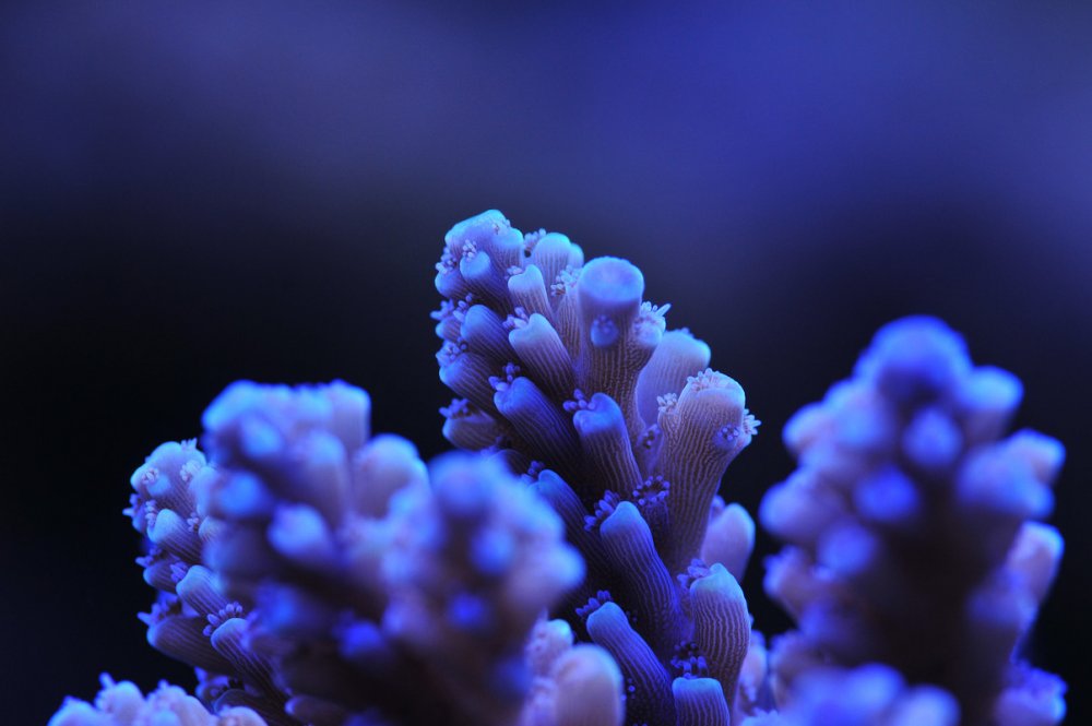 Acropora-11.jpg