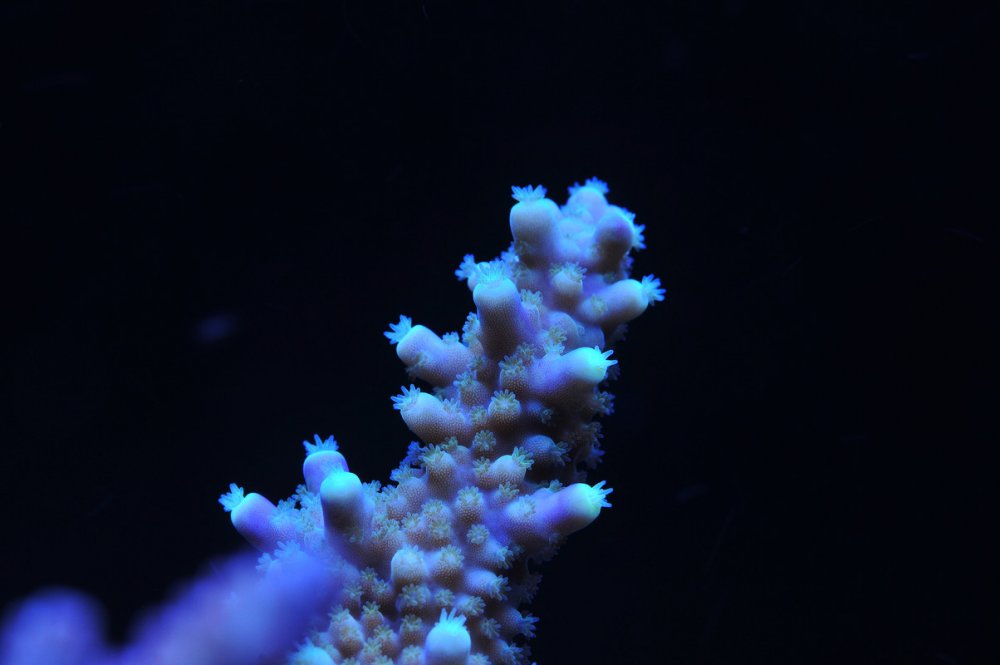 Acropora-7.jpg