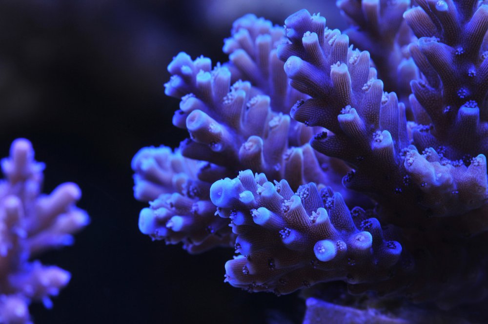 Acropora-3.jpg