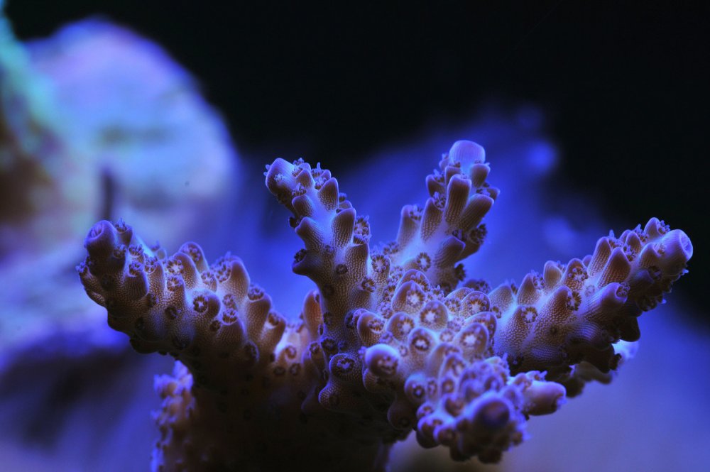 Acropora-2.jpg