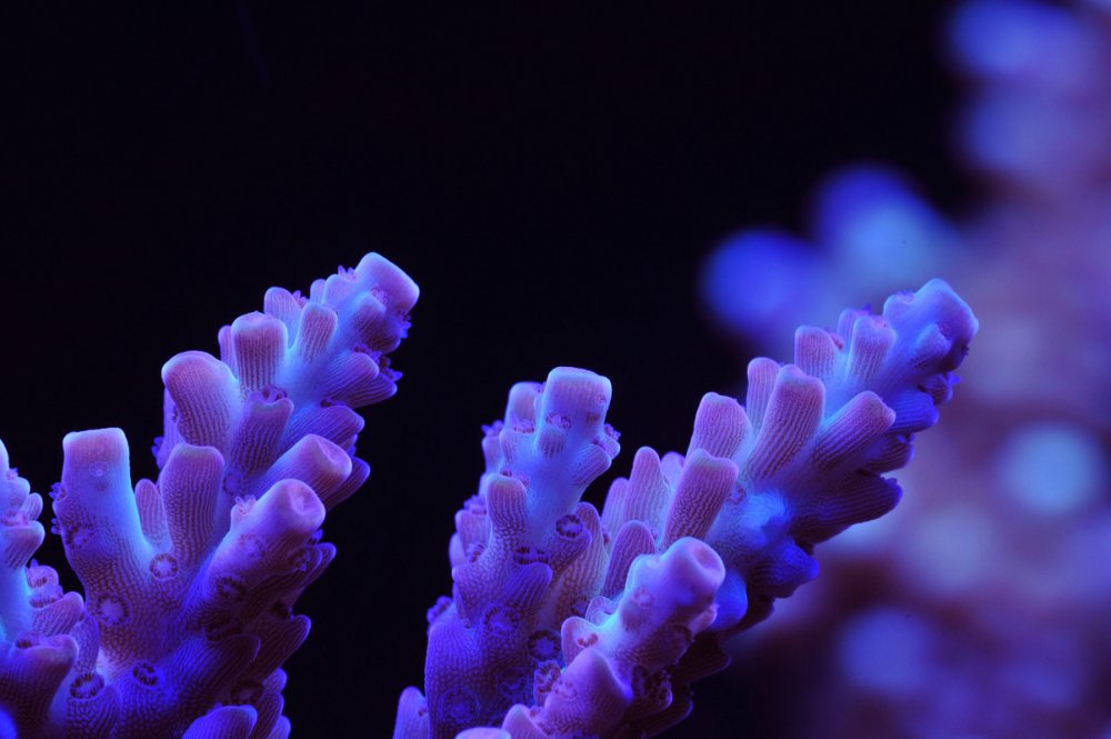 Acropora-1.jpg