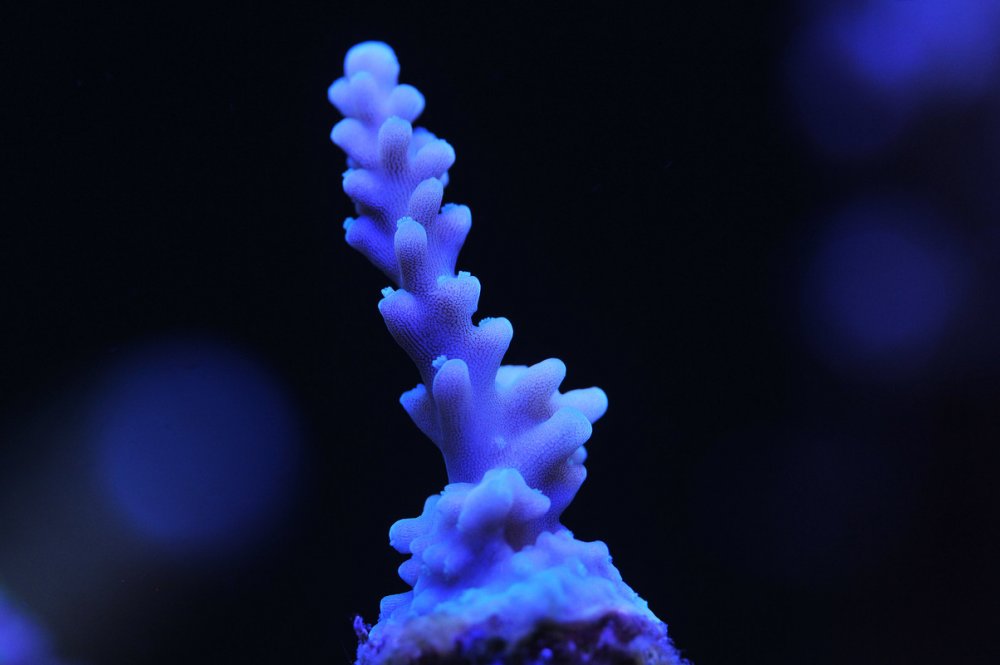 Acropora-5.jpg